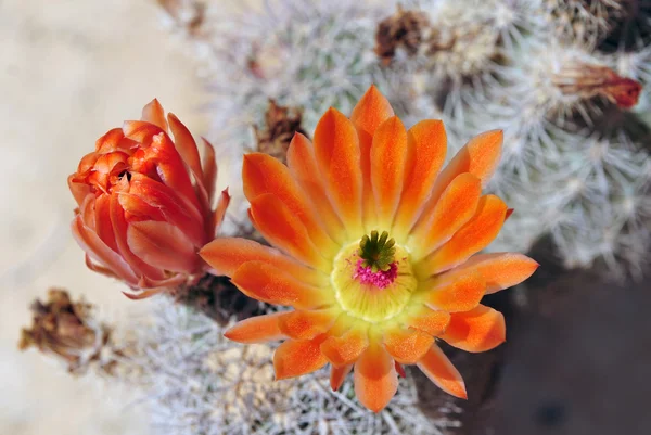 Cactus flowers. — Stock Photo, Image