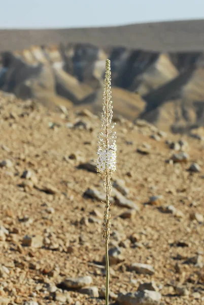 stock image Sea Squill Plant In the Desert