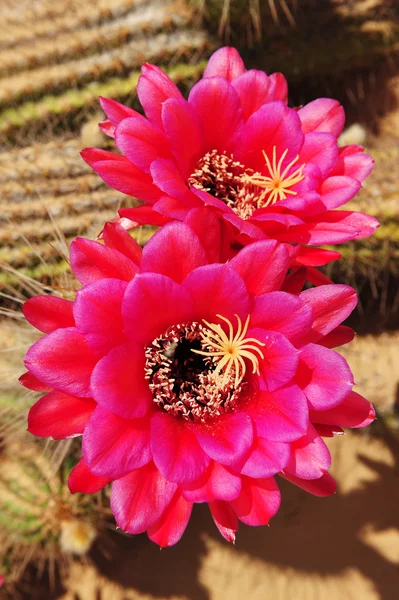 Cactus blommor. — Stockfoto
