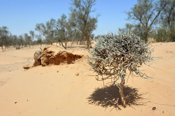 Acacia Tree in Desert — Stock Photo, Image