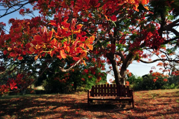 Red Orange Frangipani Temple Tree — ストック写真