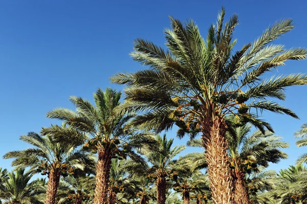 Palmenplantage — Stockfoto