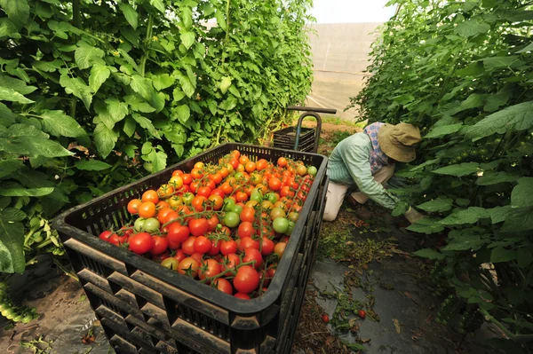 Ağaç domates büyüyen meyve bahçesi — Stok fotoğraf
