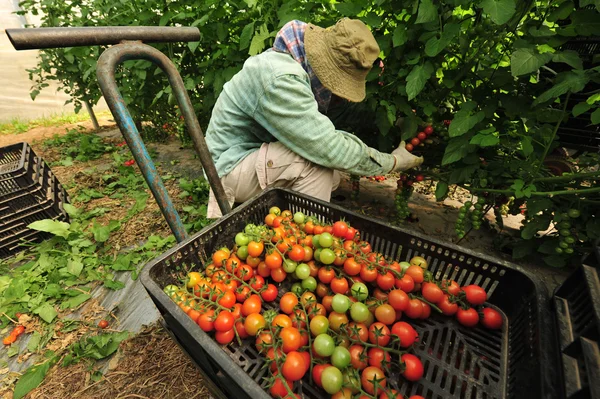 Orchard boom tomaten groeien — Stockfoto