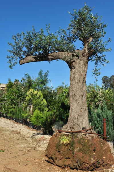 老橄榄树 — 图库照片