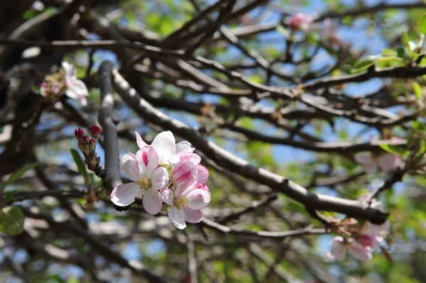Almond Tree Orchard — Stock Photo, Image