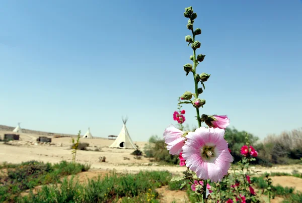 Roze gladiolen en witte Tipi-tenten — Stockfoto