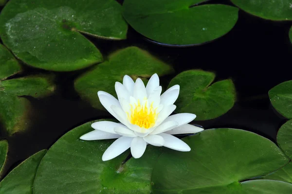 Feuille de lotus Lilly d'eau dans l'étang — Photo