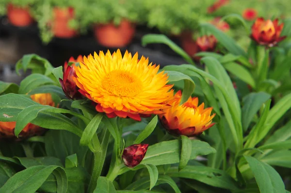 Floração laranja e flores vermelhas — Fotografia de Stock