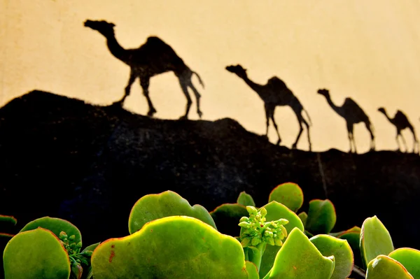 Wüstenkakteen und Kamele — Stockfoto