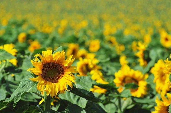 Zonnebloem veld — Stockfoto