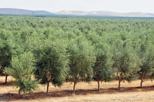 Olivträdet orchard — Stockfoto