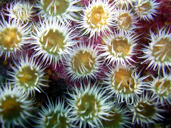 Anêmonas marinhas subaquáticas — Fotografia de Stock