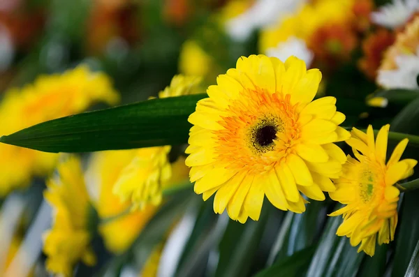 Sarı papatya çiçekleri — Stok fotoğraf