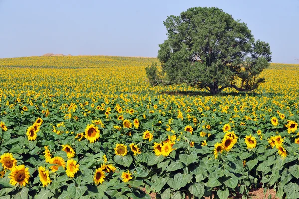 Solros fält — Stockfoto