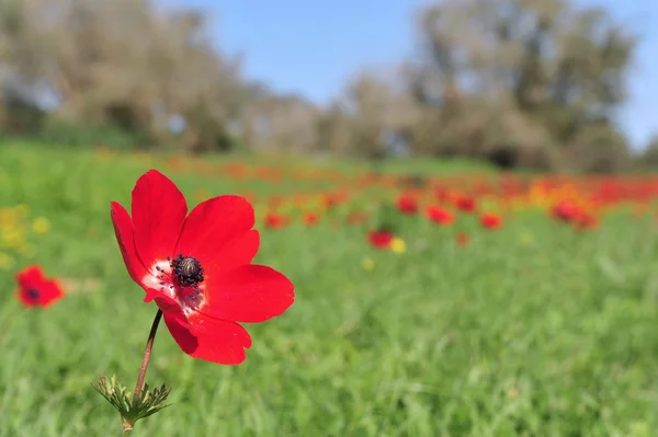 Flor de flor de anêmona . — Fotografia de Stock