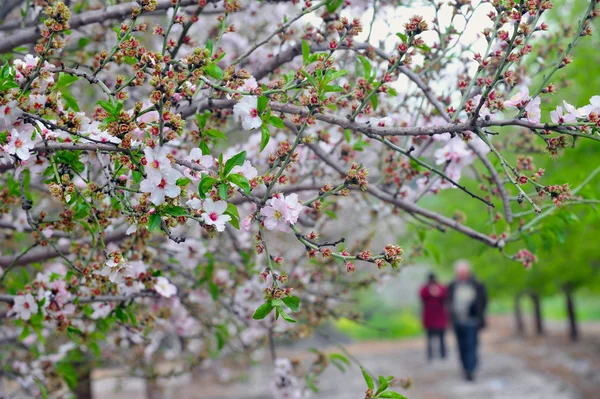 stock image Almond Tree Orchard