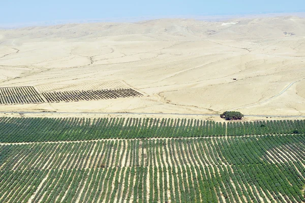 Zemědělství - pěstování v poušti — Stock fotografie