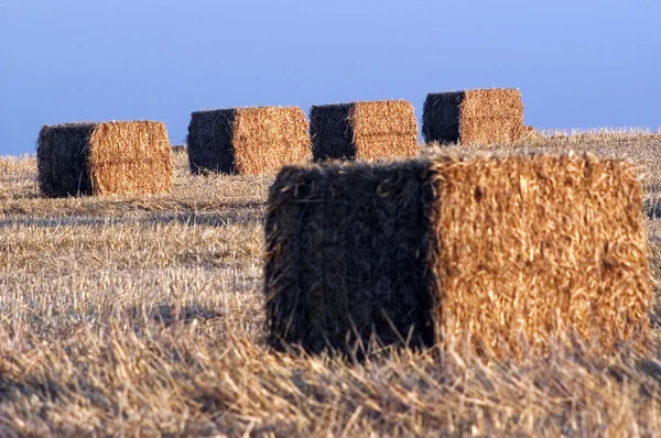 Fardos de feno em um campo — Fotografia de Stock