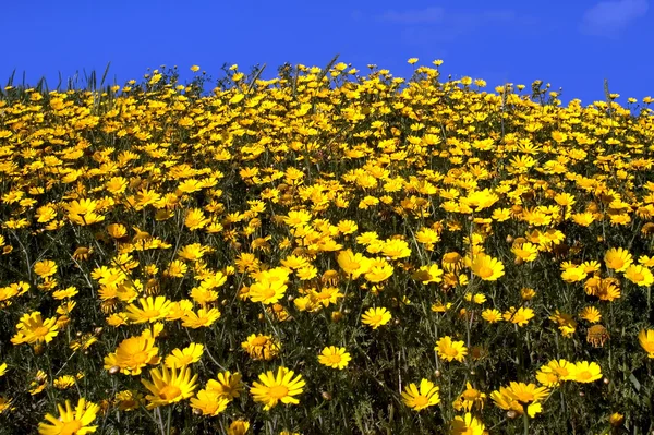 Vilda gul tusensköna blommor — Stockfoto