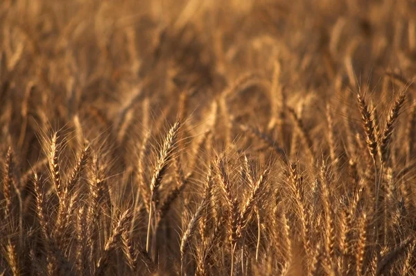 Campo de trigo seco — Foto de Stock