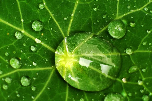 Капли росы на зеленый лист — стоковое фото