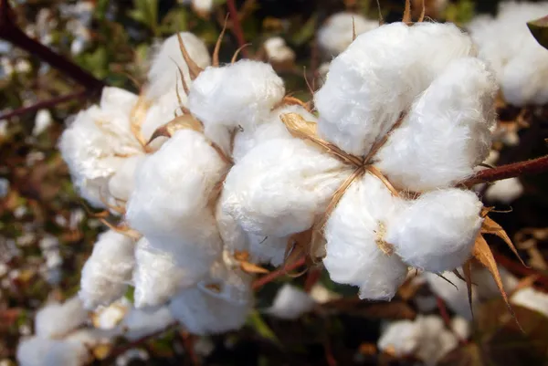 Árbol de algodón —  Fotos de Stock