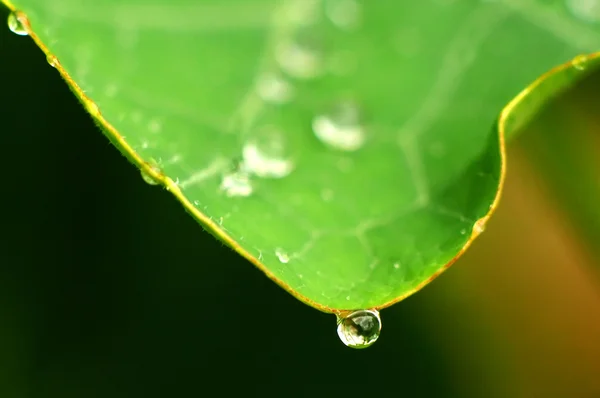 Daggdroppar på ett grönt löv — Stockfoto