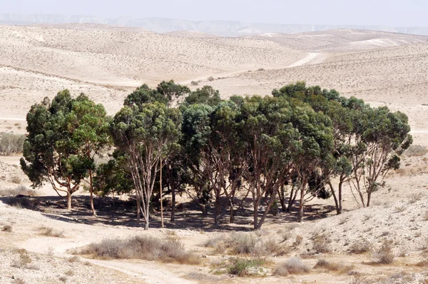 사막에 있는 오아시스 — 스톡 사진