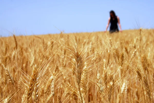 Mulher no campo de trigo — Fotografia de Stock