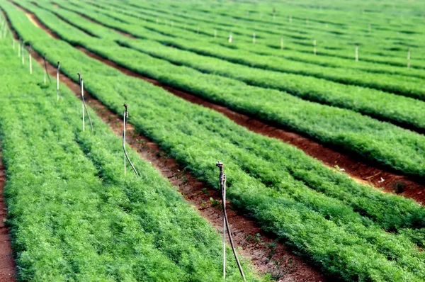 Groene gewassen in een veld — Stockfoto