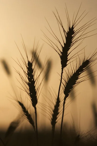 Silhouette of Wheat Field — Stock Photo, Image