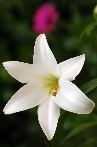 Bílý lilly — Stock fotografie