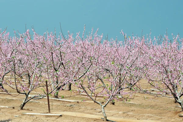 Pole kwitnących drzew brzoskwini — Zdjęcie stockowe