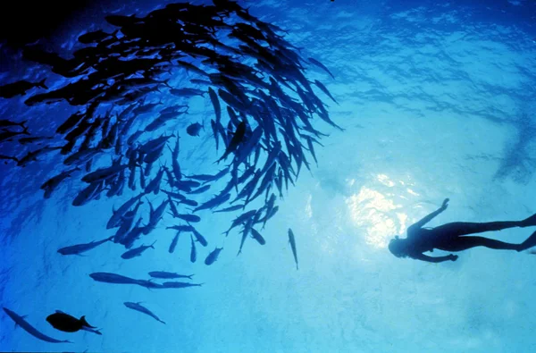 Zee sport - duiken — Stockfoto