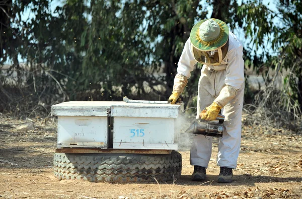이스라엘의 꿀 산업 — 스톡 사진
