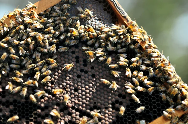 В Ізраїлі меду промисловості — стокове фото