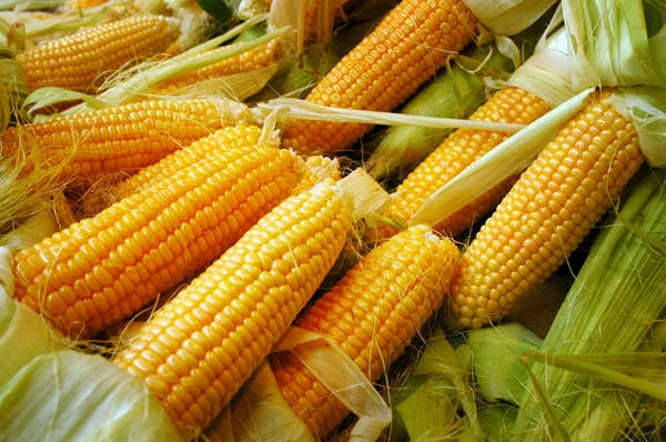 stock image Food - Vegetables