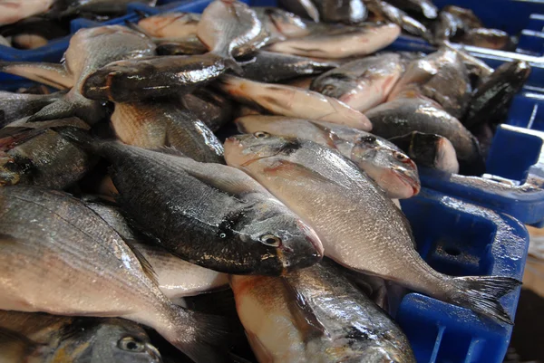 Élelmiszer- és konyha - hal — Stock Fotó