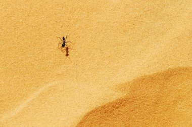yaban hayatı fotoğraf - karıncalar