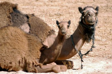 WIldlife Photos - Arabian Camel clipart