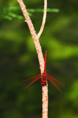 yaban hayatı fotoğraf - yusufçuk