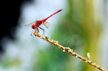 Wildlife Photos - Dragonfly clipart