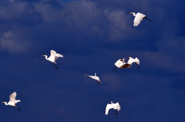 Wildlife Photos - Little Egret clipart