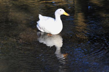 yaban hayatı fotoğraf - Kuğu