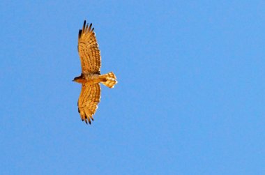 Wildlife Photos - Hawk clipart