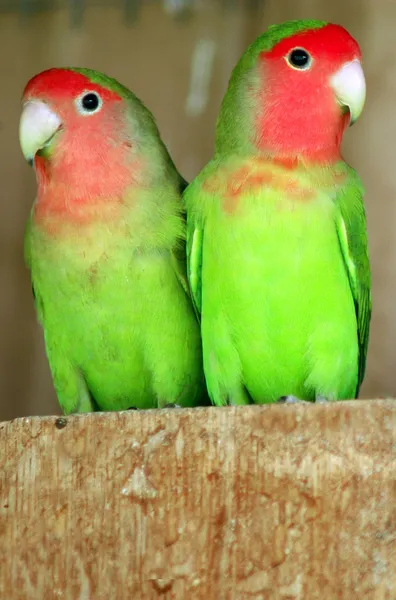 Tierfotos - Papagei — Stockfoto