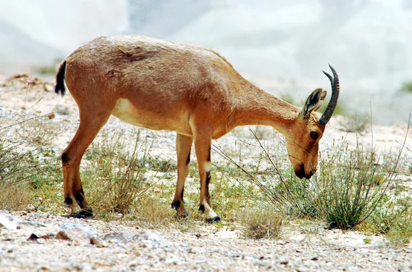 Фотографии дикой природы - Ibex — стоковое фото