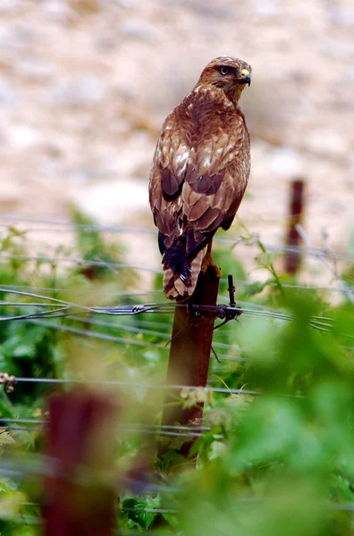 Fotos de vida silvestre - Halcón de cola roja , — Foto de Stock