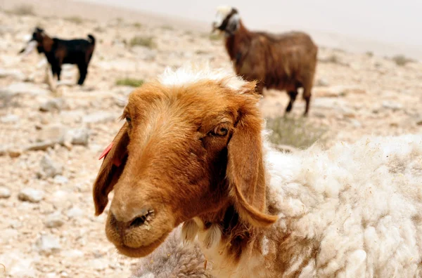 Zwierząt gospodarskich - owiec — Zdjęcie stockowe